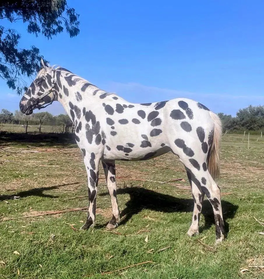 CABALLO PINTADO 01 CABALLO PINTADO 01